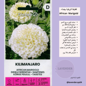 قطيفة افريقية بيضاء - White African Marigold