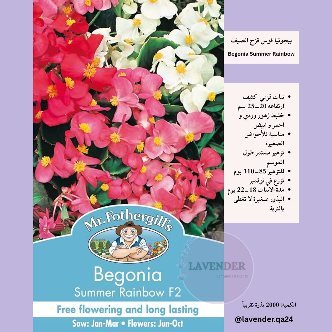 بيجونيا قوس قزح الصيف- Begonia Summer Rainbow