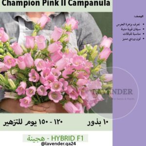 كامبانولا (الجرس)وردية- Champion Pink II Campanula