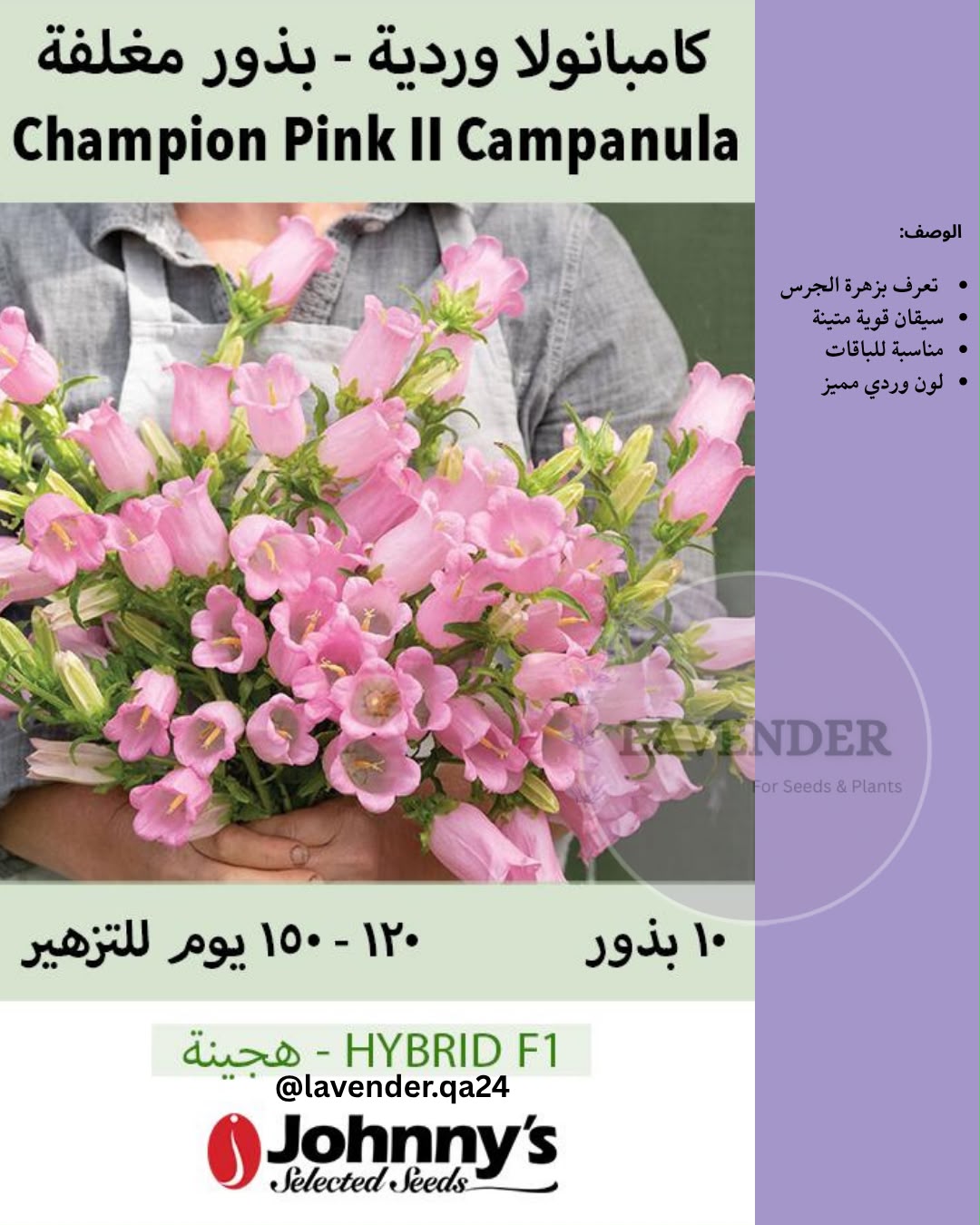 كامبانولا (الجرس)وردية- Champion Pink II Campanula