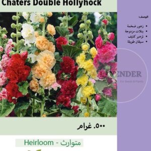 خطمية مزدوجة ملونة- Chaters Double Hollyhock