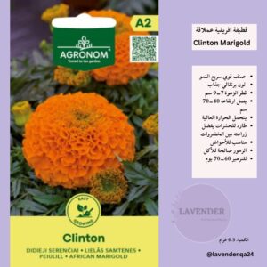 قطيفة افريقية عملاقة- Clinton Marigold