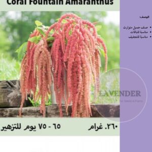 امارانث وردي- Coral Fountain Amaranth Pink