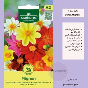 داليا مغنون- Dahlia Mignon