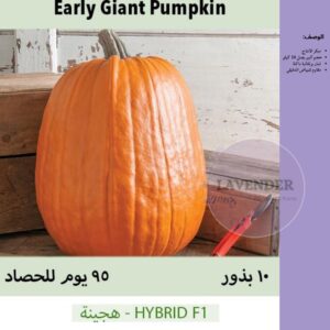 قرع عملاق مبكر - Early Giant Pumpkin