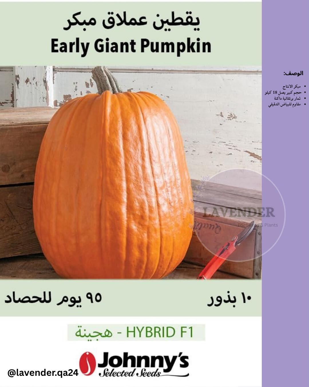 قرع عملاق مبكر - Early Giant Pumpkin