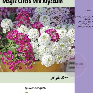 اليسيوم ماجيك الملونة - Magic Circle Mix Alyssum