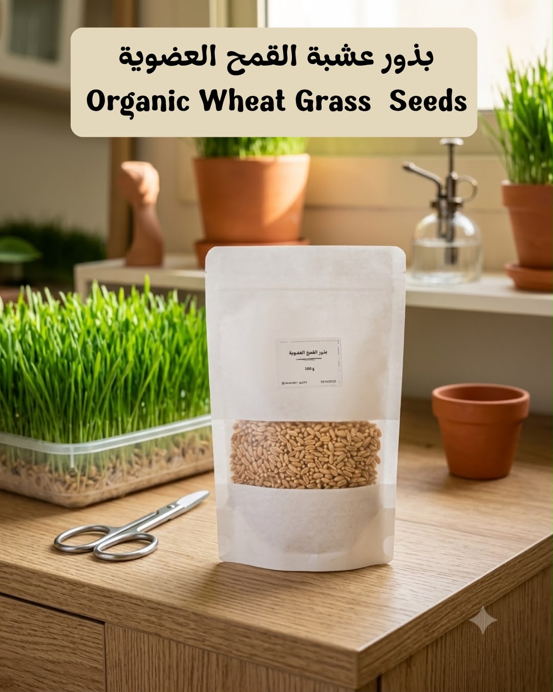 بذور عشبة القح العضوية 100 غرام - Organic Wheat Grass Seeds