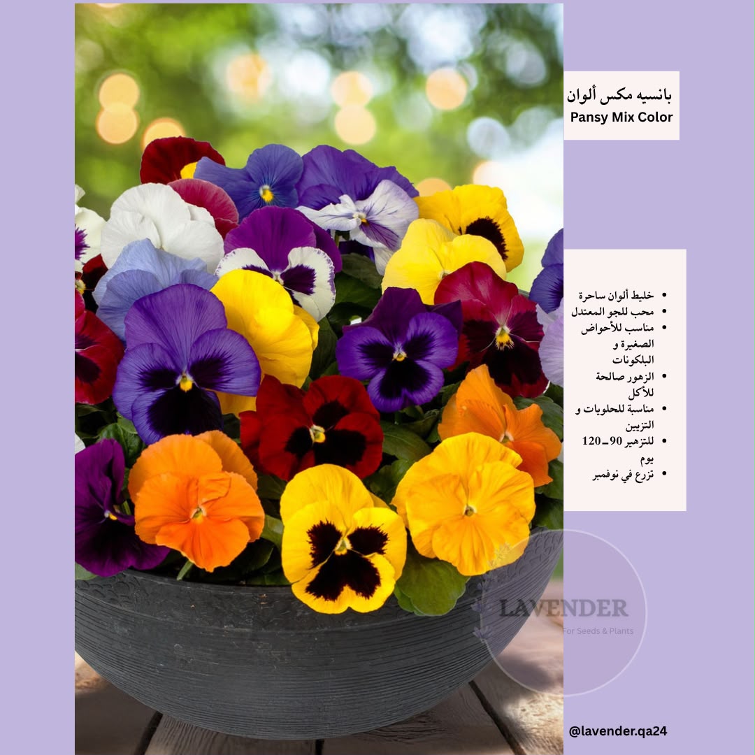 بانسيه مكس ألوان- Pansy Mix Color