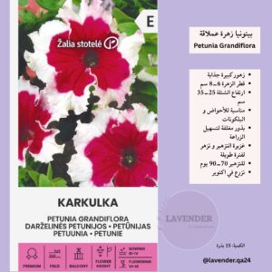 بيتونيا زهرة عملاقة- Petunia Grandiflora