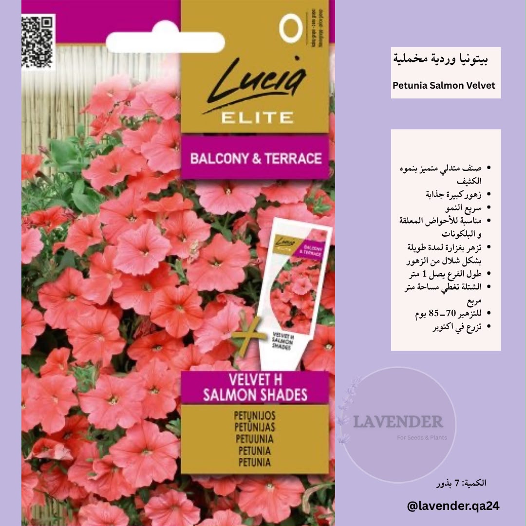 بيتونيا مخملية وردية- Petunia Salmon Velvet