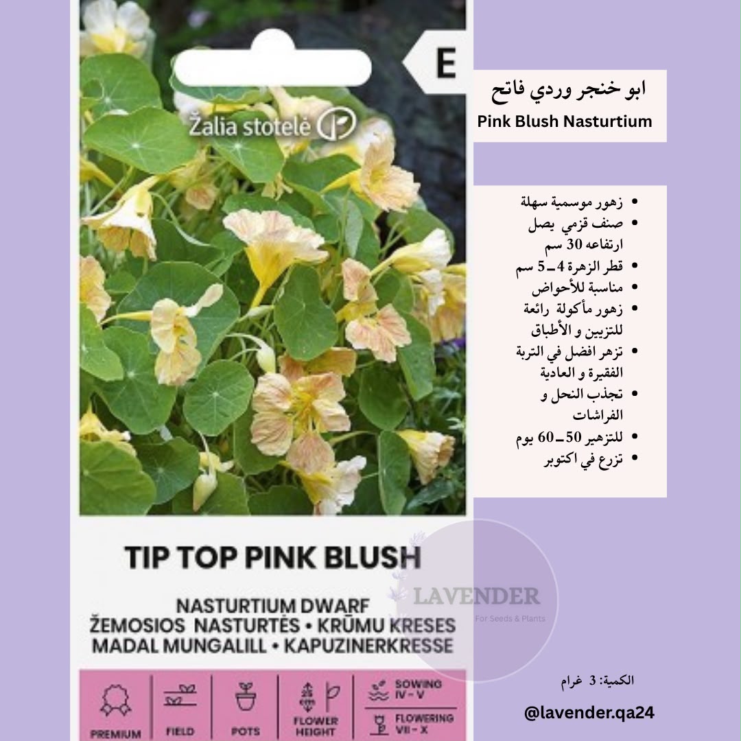 ابو خنجر وردي فاتح- Tip Top Pink Blush Nasturtium