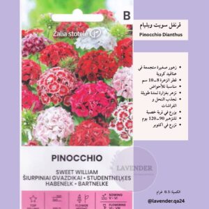 قرنفل سويت وليام - Pinocchio Dianthus