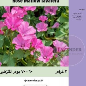 لافيتيرا روز- Rose Mallow Lavatera