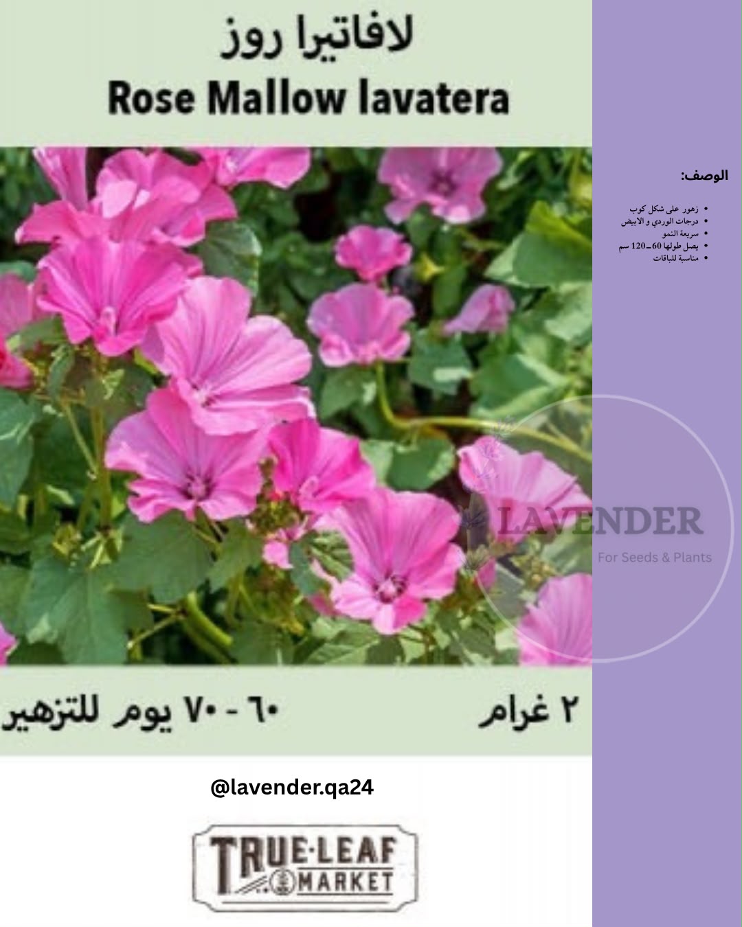 لافيتيرا روز- Rose Mallow Lavatera
