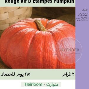 قرع الساندريلا - Rouge Vif D’Etamoes Pumpkin