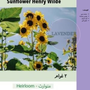 دوار الشمس هنري البرية-Sunflower Henry Wilde