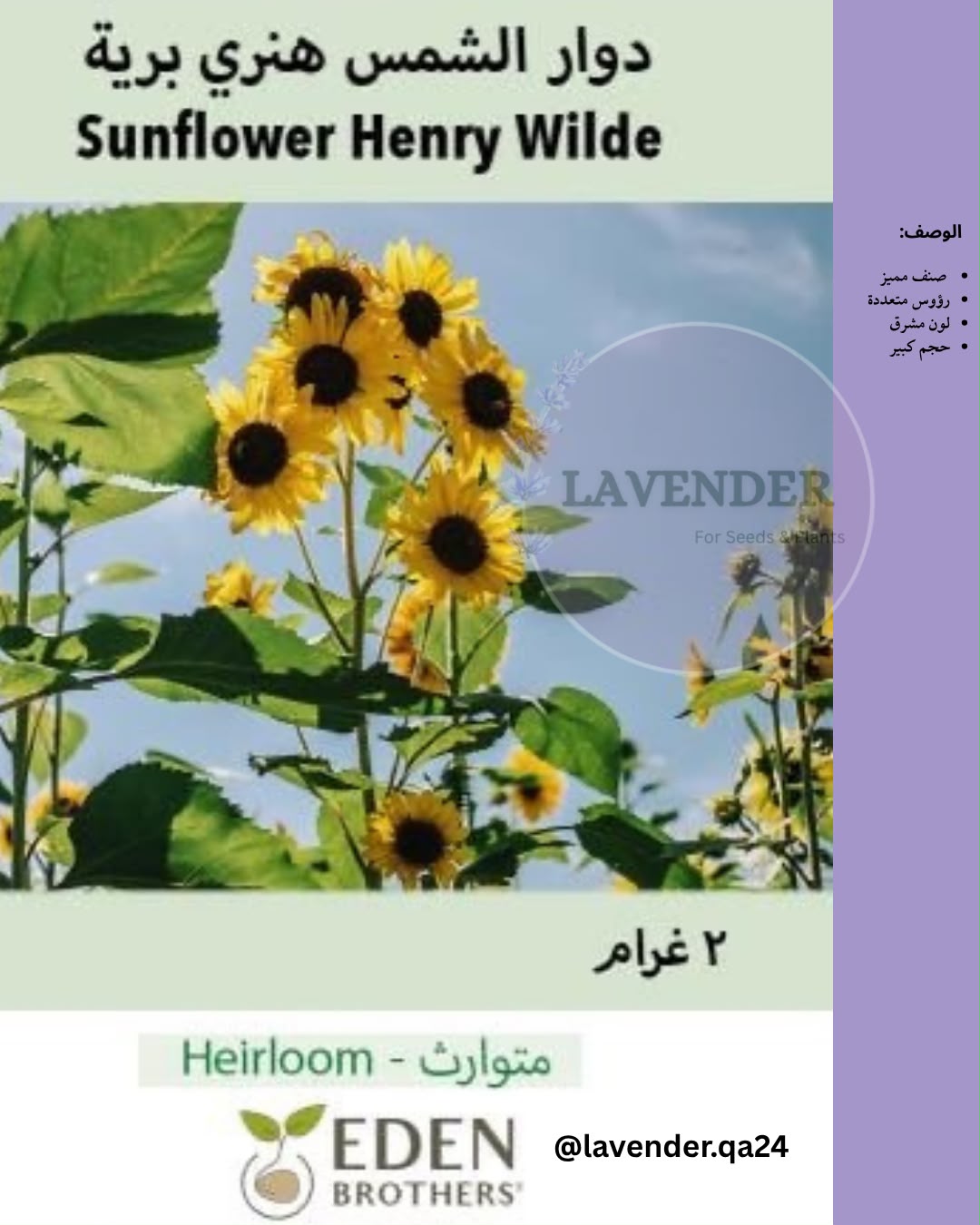 دوار الشمس هنري البرية-Sunflower Henry Wilde