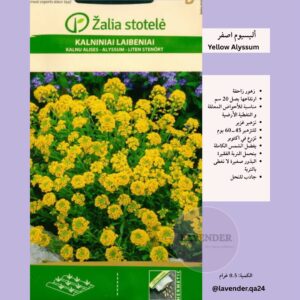 اليسيوم اصفر - Yellow Alyssum