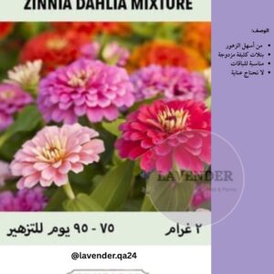 زينيا الداليا الملونة - Zinnia Dahlia Mixture