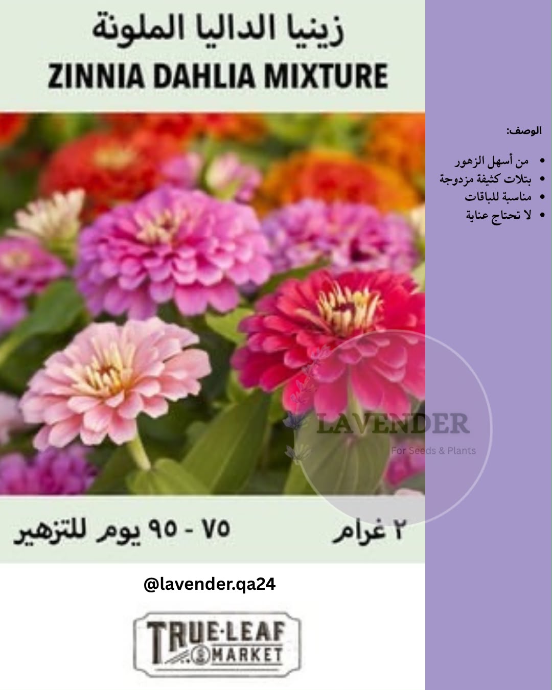 زينيا الداليا الملونة - Zinnia Dahlia Mixture