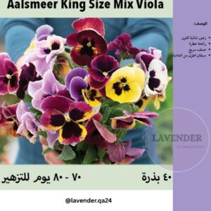 فيولا كنج سايز - Aalsmeer King Size Viola