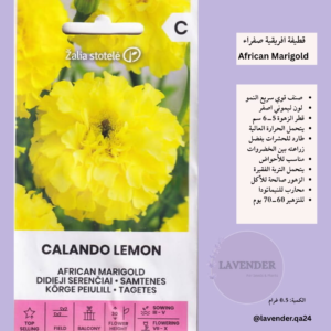 قطيفة افريقية صفراء- African Marigold Yellow