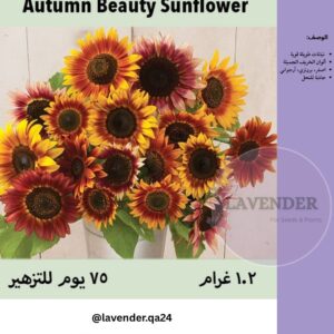 دوار الشمس جمال الخريف- Autumn Beauty Sunflower