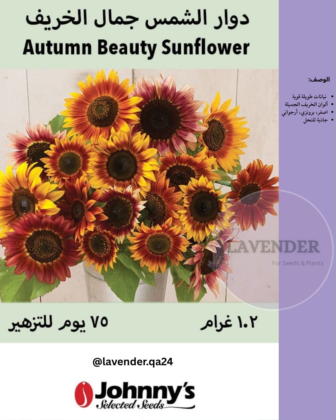 دوار الشمس جمال الخريف- Autumn Beauty Sunflower