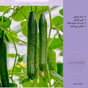 خيار الباسل ( F1) - Basel Cucumber F1