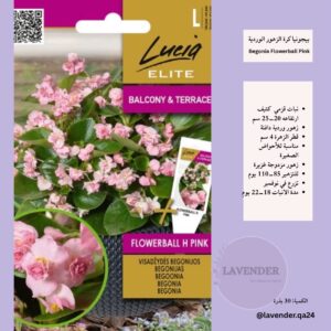 بيجونيا كرة الزهور الوردية- Begonia Flowerball Pink