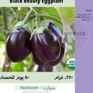 باذنجان السوداء الجميلة- Black Beauty Eggplant