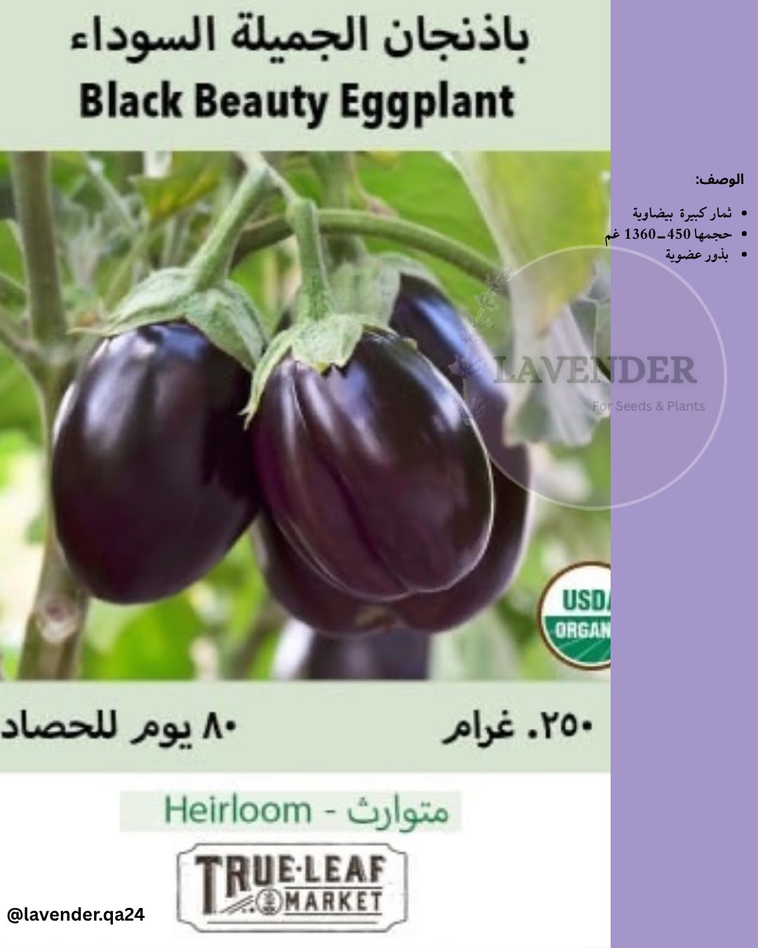 باذنجان السوداء الجميلة- Black Beauty Eggplant