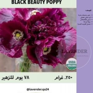 شقائق النعمان السوداء الجميلة - Black Beauty Poppy