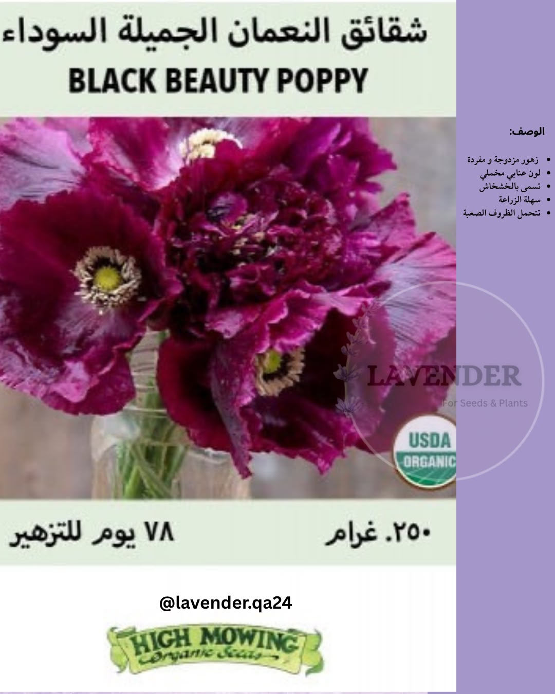 شقائق النعمان السوداء الجميلة - Black Beauty Poppy