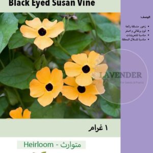 متسلقة بلاك اي سوزان - Black Eyed Susan Vine