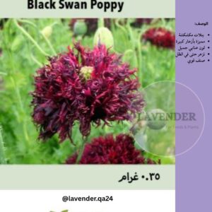 شقائق النعمان بلاك سوان - Black Swan Poppy
