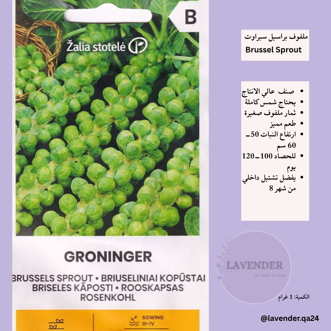 ملفوف براسيل سبراوت- Brussel Sprouts