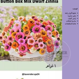 زينيا قزمية ملونة- Button Box Mix Dwarf Zinnia