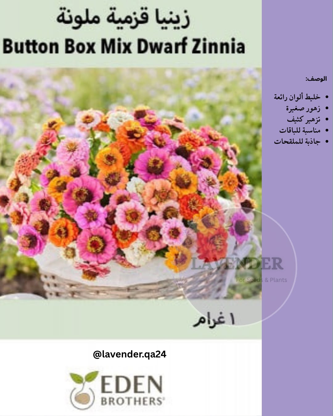 زينيا قزمية ملونة- Button Box Mix Dwarf Zinnia