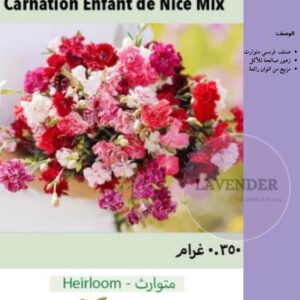 قرنفل ملون- Carnation Enfant de Nice Mix