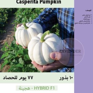 يقطين كاسبريتا - Casperita Pumpkin F1