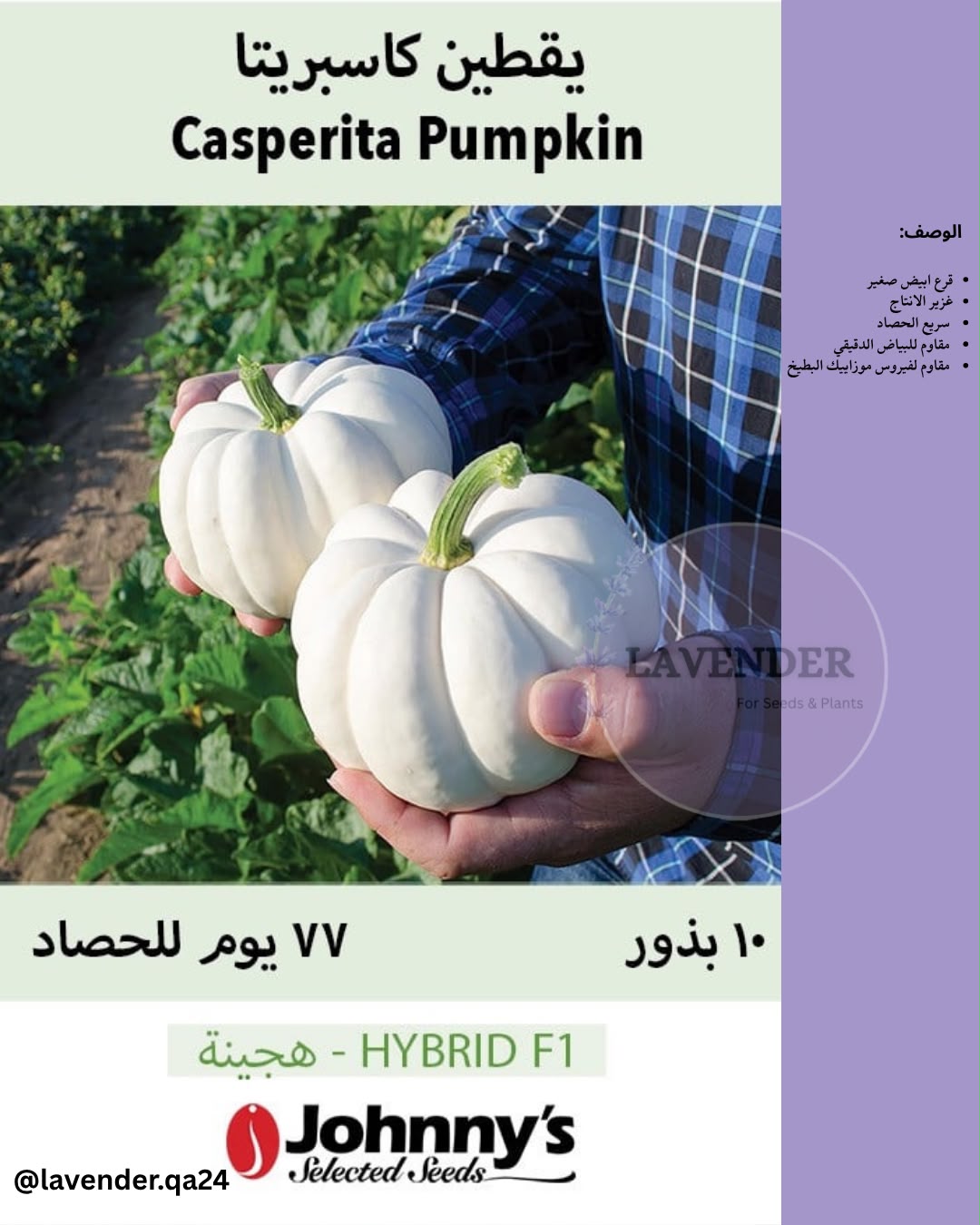 يقطين كاسبريتا - Casperita Pumpkin F1