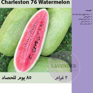 بطيخ شارلستون - Charleston 76 Watermelon