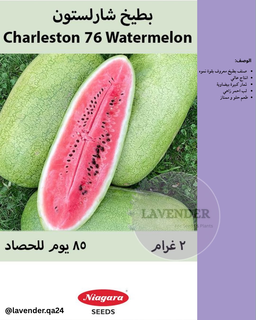 بطيخ شارلستون - Charleston 76 Watermelon