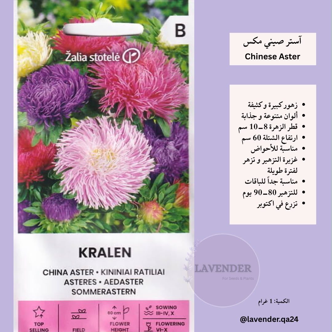 استر صيني - Chinese Aster