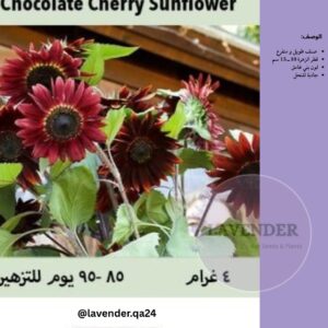 دوار الشمس شوكلاته كرزية - Chocolate Cherry Sunflower