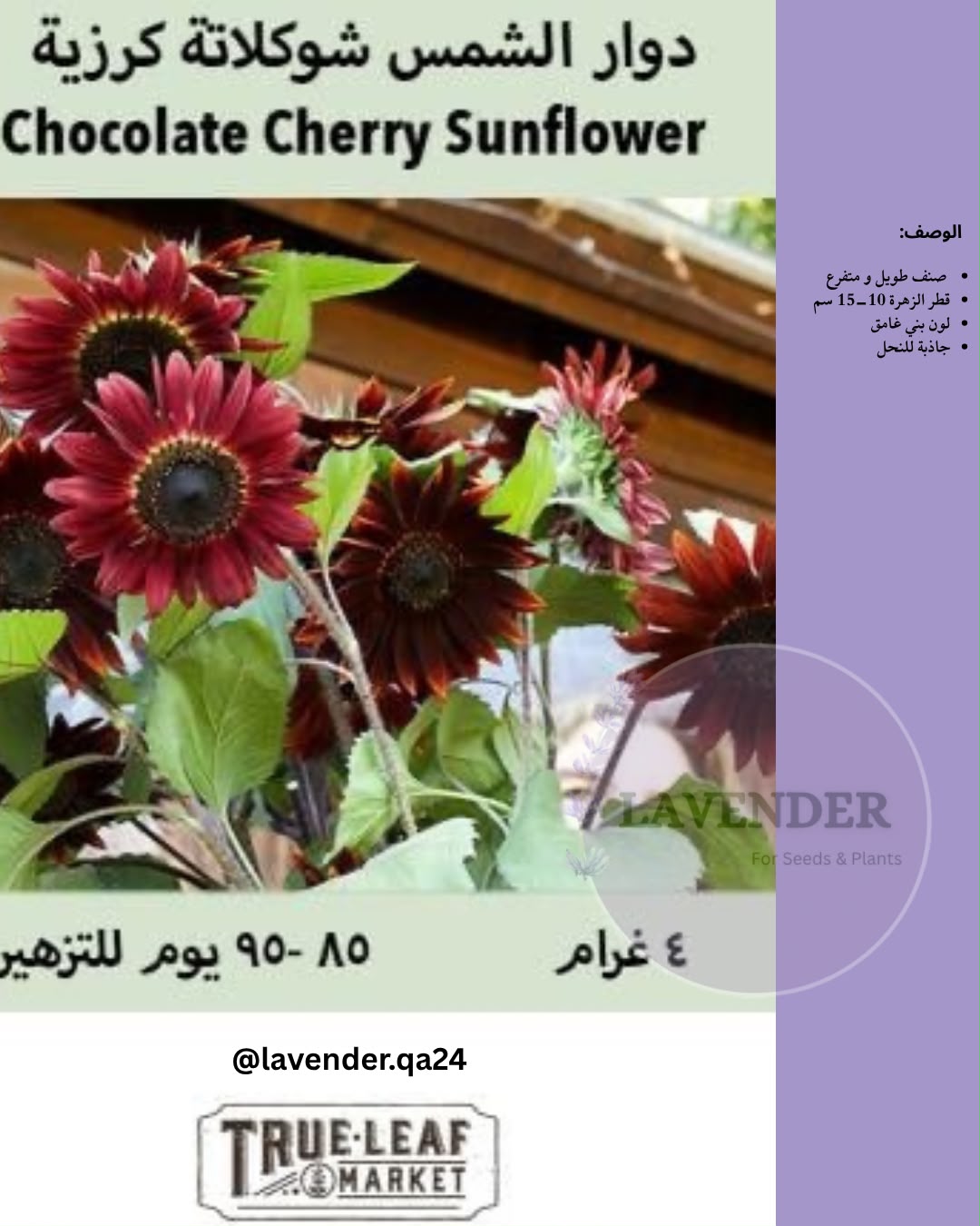 دوار الشمس شوكلاته كرزية - Chocolate Cherry Sunflower
