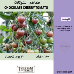 شتلة لافندر - chocolate-cherry-tomato