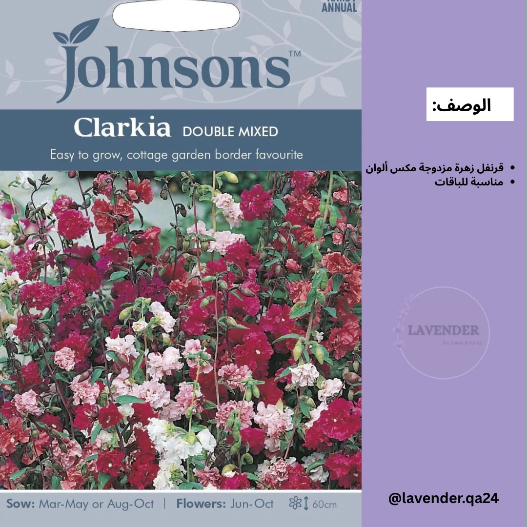 قرنفل Clarika زهرة دبل